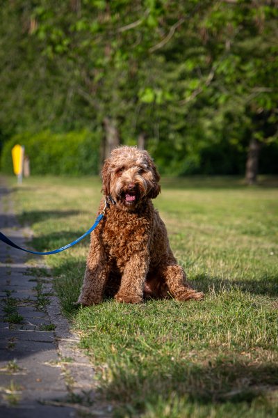 Honden