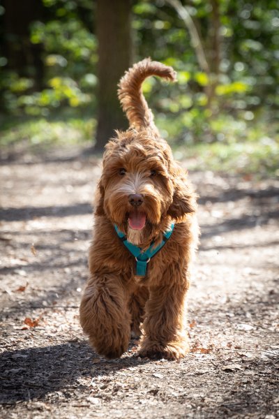 Honden