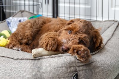 Honden