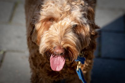 Honden