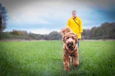 Honden