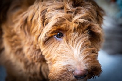 Honden