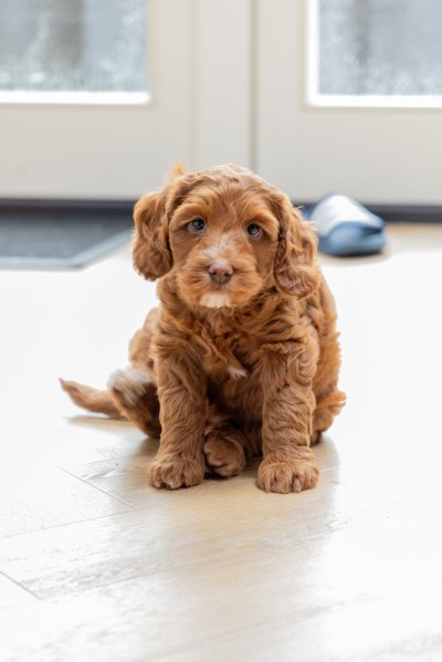 Honden
