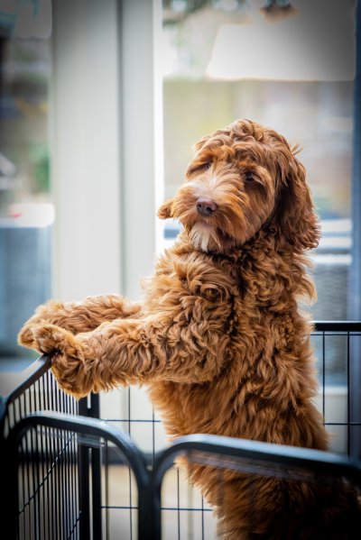 Honden